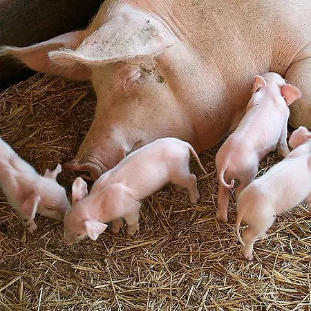 Le Casette In Collina Prázdninový dům